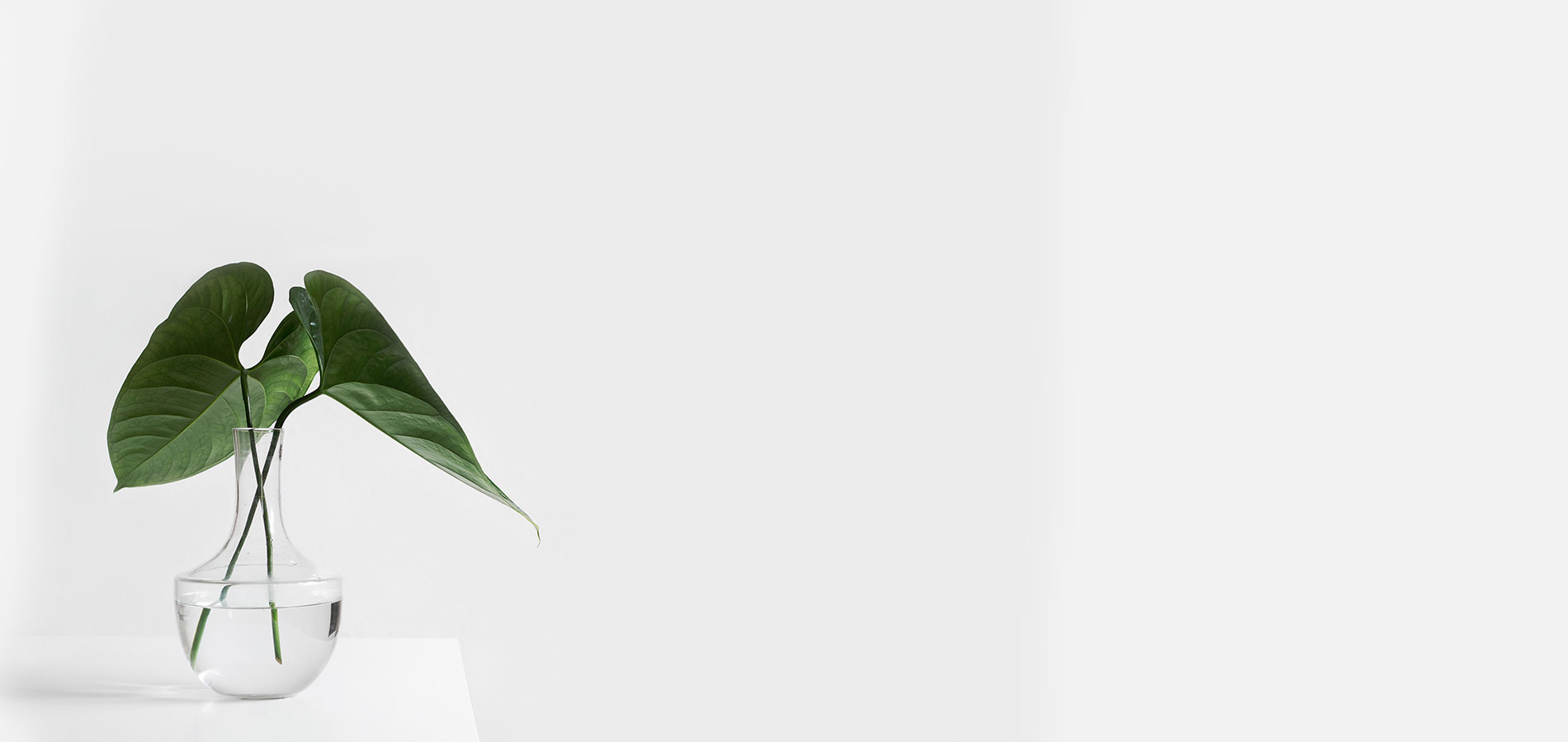 Composition décorative avec une plante dans un vase